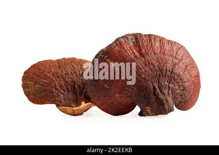 Getrockneter Lingzhi-Pilz isoliert auf weißem Hintergrund mit Clipping-Pfad. Stockfoto