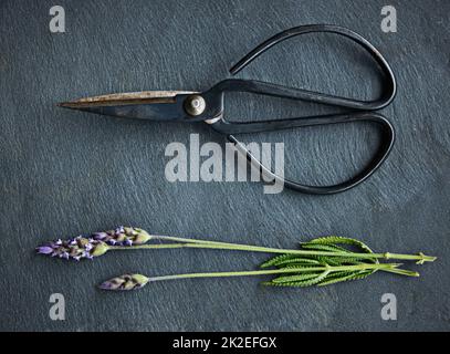 Reizender Lavendel. Aufnahme eines Lavendelspigels neben einer Schere. Stockfoto