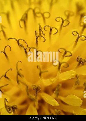 Löwenzahn Blüte Nahaufnahme Stockfoto
