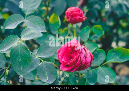 Eine rote Rosenblume mit isolierten grünen Blättern im Hintergrund. Nahaufnahme Stockfoto