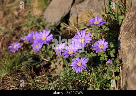 Balkan-WindrÃ¶schen (Anemone blanda) - blÃ¼hende Pflanze Stockfoto