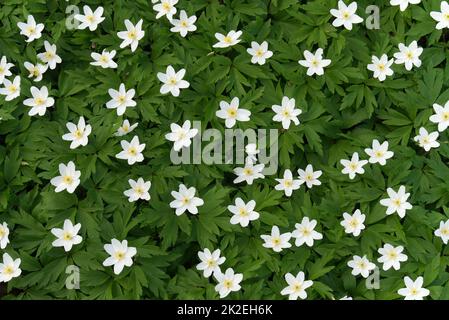 Frühlingshintergrund mit blühenden weißen Blumen Stockfoto