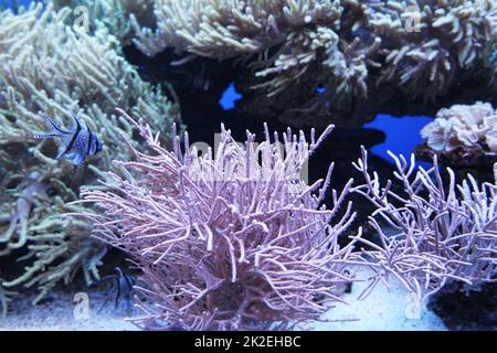 Seeanemonen und Korallen im Aquarium Stockfoto