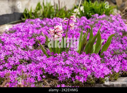 Blühende Hisazinthen unter lila Aubrieta deltoidea-Blüten Stockfoto
