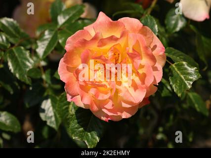 Gelbe Rosen am Zweig im Garten Stockfoto