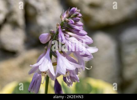 Die Hosta lanceolata blüht im Sommer im Garten Stockfoto