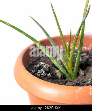 Eine neu entstehende Aloe Vera-Blume in einem Plastiktopf, die zu Hause eine Aloe Vera-Pflanze anbaut, eine Aloe Vera-Pflanze in einem Topf auf weißem Hintergrund Stockfoto