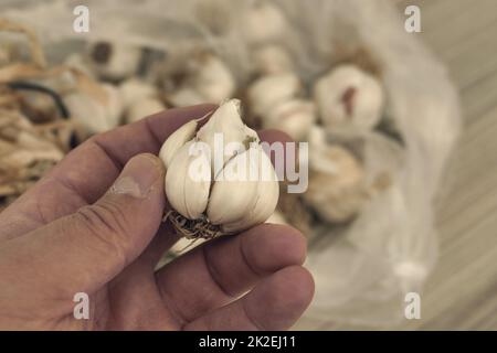 Ein Haufen getrockneter Knoblauch - viele getrocknete Knoblauchköpfe, Nahaufnahme getrockneter Knoblauch in einem Haufen Stockfoto