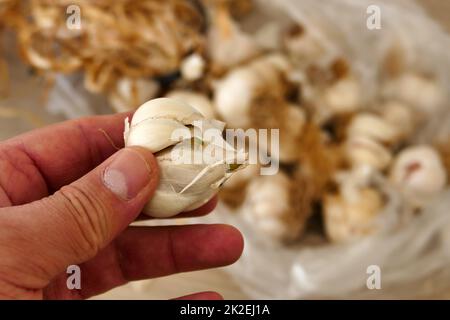 Ein Haufen getrockneter Knoblauch - viele getrocknete Knoblauchköpfe, Nahaufnahme getrockneter Knoblauch in einem Haufen Stockfoto