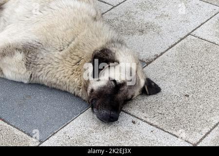 Hunde leben auf der Straße, ein Hund auf der Straße liegt auf dem Bürgersteig, ein streunender Hund schläft, ein großer streunender Hund Stockfoto