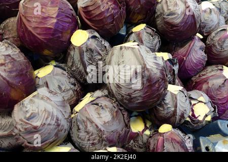 Gemüsehändler, Grünkohl, Grünkohl im Verkaufsbereich, Schwarzkohl für die Salatherstellung Stockfoto