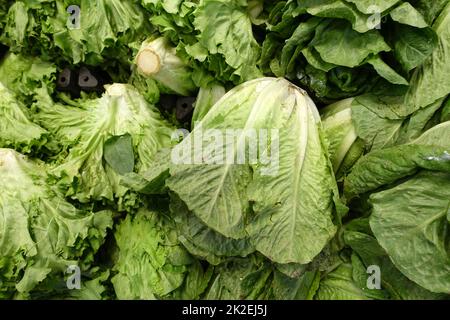 Frischer Salat aus nächster Nähe im Gemüsehändler, Salat im Gemüsehändler-Gang erhältlich Stockfoto