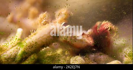 Ein Limettenröhrenwurm, der in einem Salzwasseraquarium aus seiner Röhre gekommen ist. Stockfoto