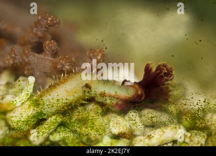 Ein Limettenröhrenwurm, der in einem Salzwasseraquarium aus seiner Röhre gekommen ist. Stockfoto