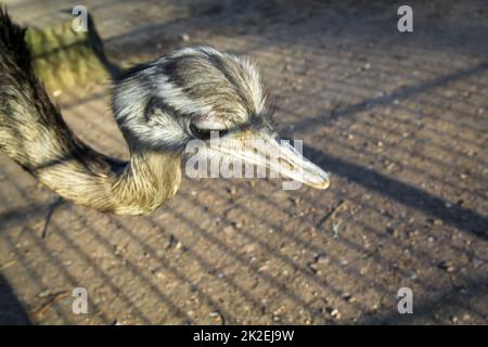 Porträt eines Nandu, eines flugunfähigen Vogels. Stockfoto