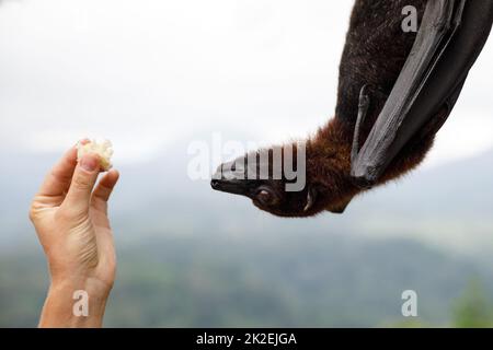 Niedlicher fliegender Fuchs, der am Baum hängt Stockfoto