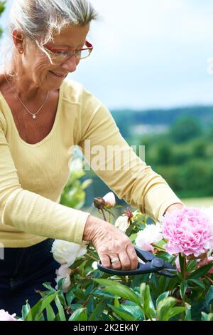 Eine tolle Art zu entspannen. Eine lächelnde ältere Frau, die im Garten Blumen schneidet. Stockfoto