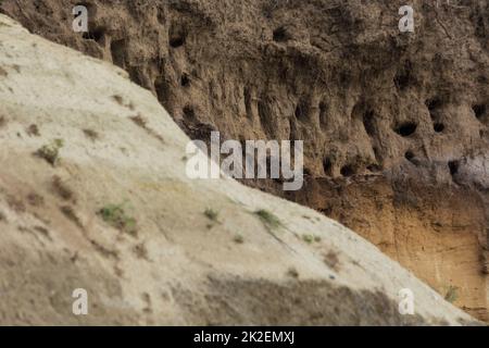 Schwalben auf den Klippen der Stadt Ahrenshoop auf der Ostseeinhalbinsel Darss in Deutschland im Sommer. Stockfoto