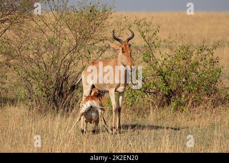 Cola Hartebeest mit Kalb - Masai Mara Stockfoto