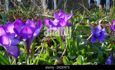 Lila Krokus wächst draußen. Blick auf die magischen blühenden Frühlingsblumen Crocus sativus Stockfoto