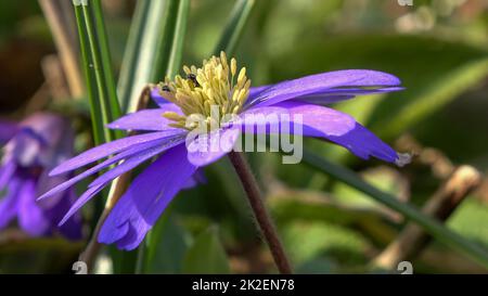 Violette Anemonblüten, die sich langsam im Wind bewegen, mit einem sanften Hintergrund. Stockfoto