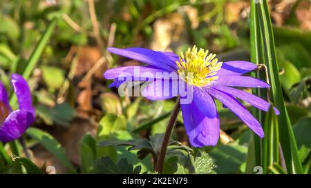 Violette Anemonblüten, die sich langsam im Wind bewegen, mit einem sanften Hintergrund. Stockfoto