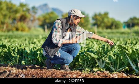 Gute Landwirte kontrollieren regelmäßig den Zustand ihrer Ernten. Aufnahme einer jungen Farmerin in voller Länge mit einem digitalen Tablet, während sie die Ernte auf ihrem Hof inspizierte. Stockfoto