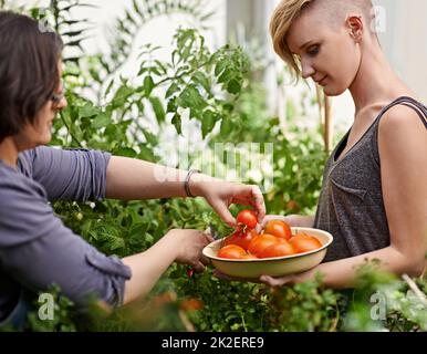 Es gibt so viele reife. Zwei Frauen pflücken in ihrem Garten selbstgewachsene Tomaten. Stockfoto