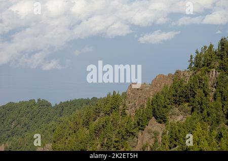 Klippe und Wald der Kanarischen Insel Kiefer. Stockfoto