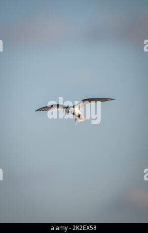 Antarktische Seeschwalbe schwebt am klaren blauen Himmel Stockfoto