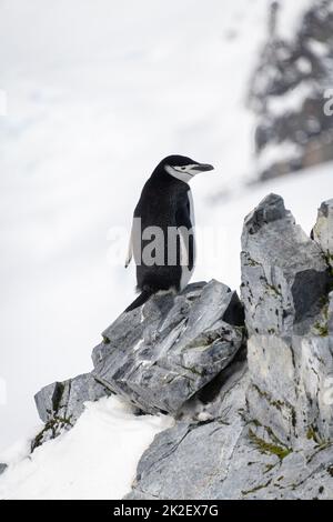 Kinnriemen Pinguin balanciert auf Felsen nach rechts Stockfoto