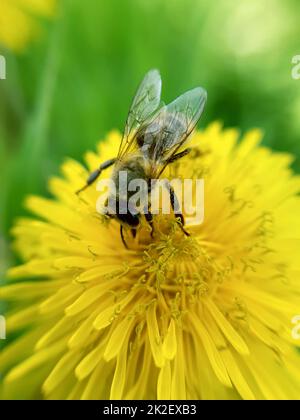 Biene auf Löwenzahn-Nahaufnahme Stockfoto