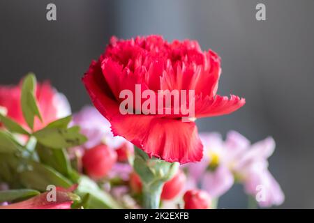 Verwelkende Blüten in rot-violetten Lavendeltönen zeigen die Zerbrechlichkeit des Lebens und die Dynamik des menschlichen Wesens, während sterbende Blüten in einer Makro-Nahaufnahme Blütenvase hängen Stockfoto