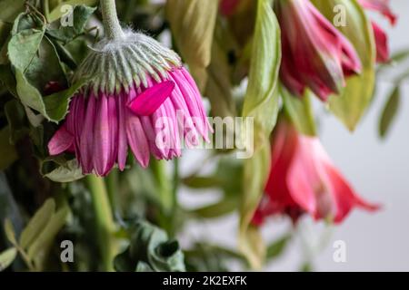 Verwelkende Blüten in rot-violetten Lavendeltönen zeigen die Zerbrechlichkeit des Lebens und die Dynamik des menschlichen Wesens, während sterbende Blüten in einer Makro-Nahaufnahme Blütenvase hängen Stockfoto