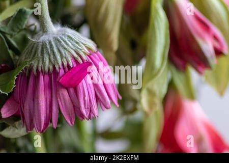 Verwelkende Blüten in rot-violetten Lavendeltönen zeigen die Zerbrechlichkeit des Lebens und die Dynamik des menschlichen Wesens, während sterbende Blüten in einer Makro-Nahaufnahme Blütenvase hängen Stockfoto