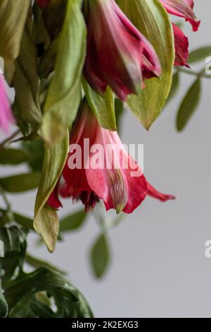 Verwelkende Blüten in rot-violetten Lavendeltönen zeigen die Zerbrechlichkeit des Lebens und die Dynamik des menschlichen Wesens, während sterbende Blüten in einer Makro-Nahaufnahme Blütenvase hängen Stockfoto