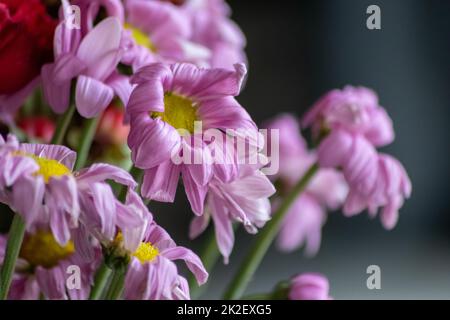 Verwelkende Blüten in rot-violetten Lavendeltönen zeigen die Zerbrechlichkeit des Lebens und die Dynamik des menschlichen Wesens, während sterbende Blüten in einer Makro-Nahaufnahme Blütenvase hängen Stockfoto