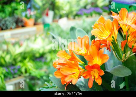 Orangefarbene Blume auf hellem Hintergrund für Tapetenhintergrund usw. Guten Morgen, Sujet Stockfoto