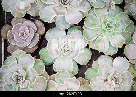 Wunderschöne grüne, blaue und türkisfarbene Sukkulente. Bild Draufsicht benner von echeveria. Eine Reihe von Zimmerpflanzen Stockfoto