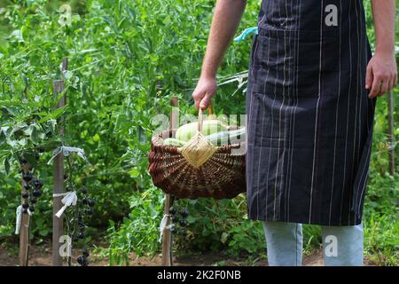 Ernte Zucchini. Frische squash im Korb liegen. Frische squash entnommen aus dem Garten. Bauer Holding vollen Korb mit der Ernte. Organic Food Konzept Stockfoto