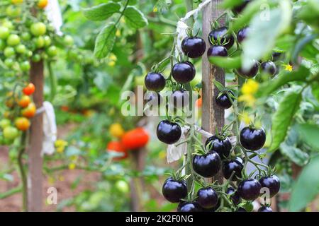 Schwarze Tomaten auf einem Zweig in den Garten. Indigo rose Tomaten Stockfoto