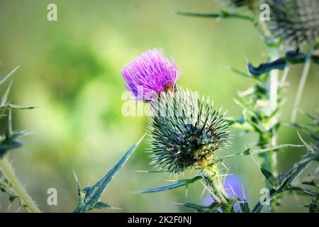 Cirsium vulgare, Speerdistel, Bullendistel, gewöhnliche Distel, kurzlebige Distelpflanze mit Wirbelsäulenflügeln und Blättern, rosa violette Blütenköpfe Stockfoto