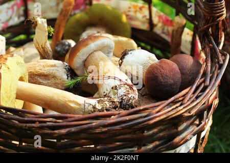 Korb voller Frische Steinpilze Pilze im Wald Stockfoto