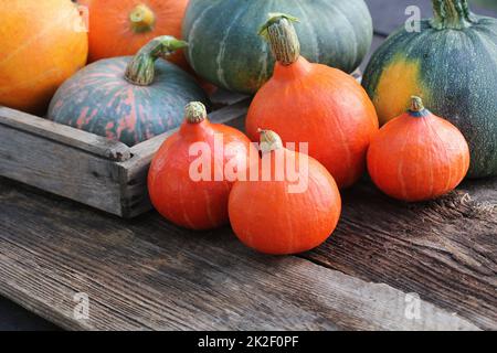 Herbst Kürbis Danksagung Hintergrund Konzept. Orange und grüne Kürbisse in Holzkiste auf rustikalen Tisch Stockfoto