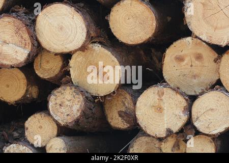 Holzstämme aus Kiefernholz im Wald, auf einem Haufen am Straßenrand gestapelt. Frisch gehackte Baumstämme, die übereinander auf einem Stapel gestapelt sind. Stockfoto
