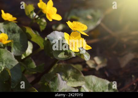 Caltha palustris, wie Marsh - Ringelblume und kingcup Blumen, selektiven Fokus bekannt Stockfoto