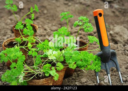 Gartenarbeit Hintergrund. Junge frische Sämling von Petersilie oder Sellerie in einen Topf vor der Pflanzung im Boden. Stockfoto