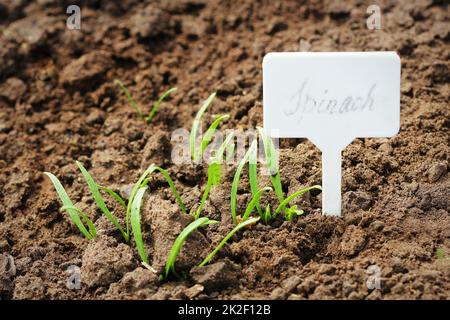 Junge Spinatsprossen mit pflanzlichen Markern. Grüne Spinatkeimlinge im Garten Stockfoto