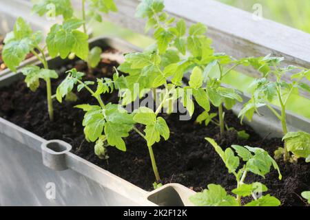 Gemüsegarten auf Terrasse. Kräuter, Tomaten Sämling wächst in Container Stockfoto