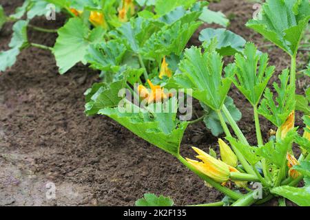 Zucchini Pflanzen in Blüte auf der Garden Bed Stockfoto